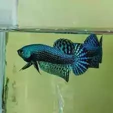 Ikan Cupang Alien Wild Betta Hybreed