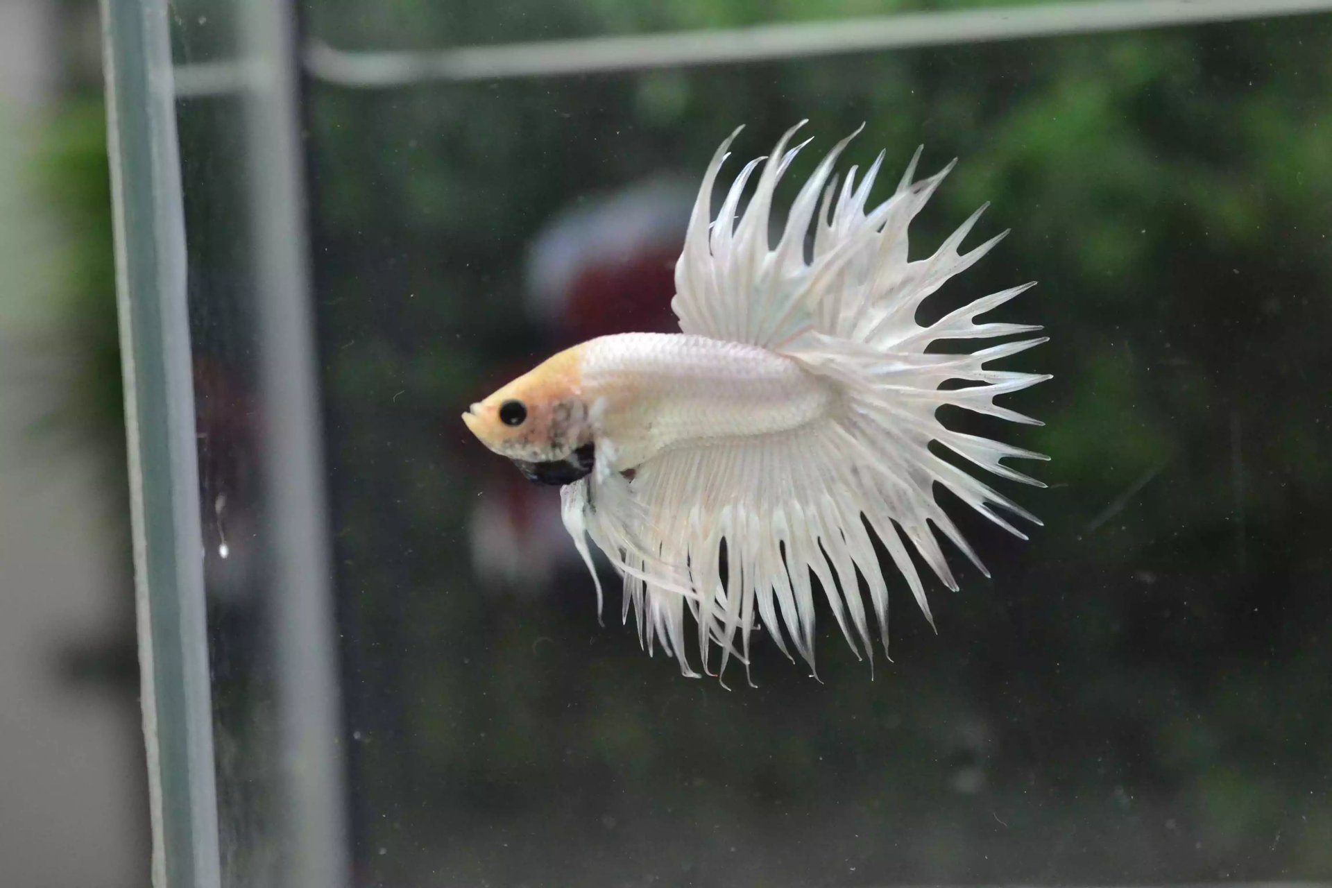 Ikan Cupang Crowntail White