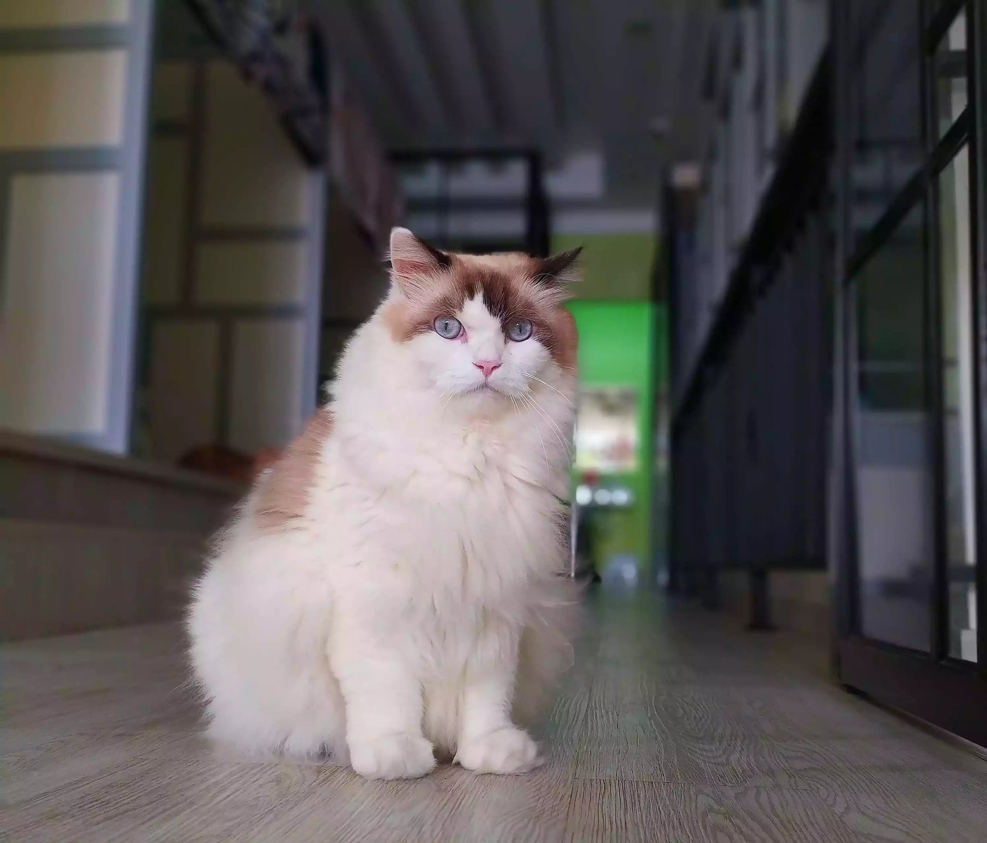 Kucing Ragdoll