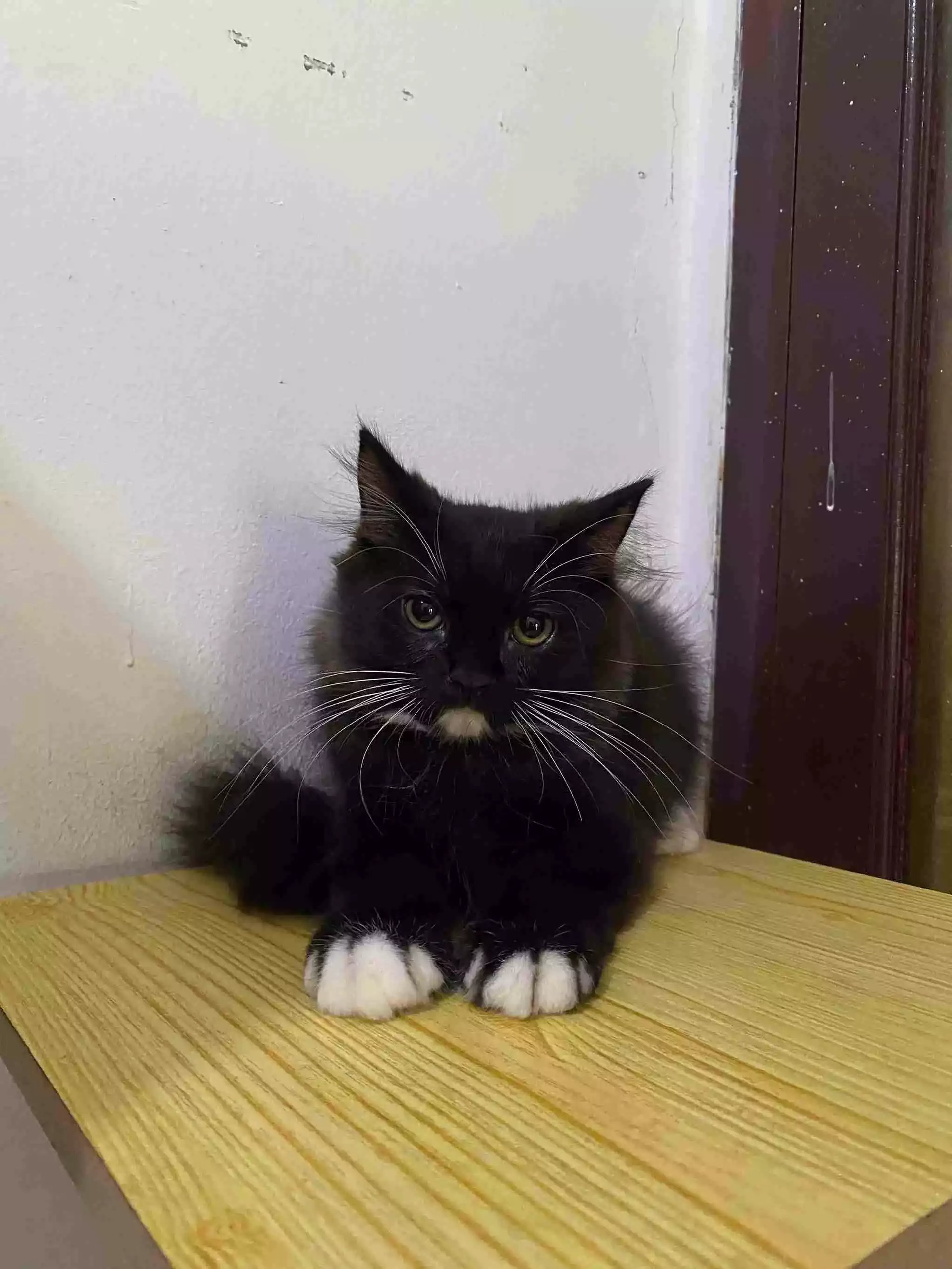 Kucing Persia Hitam Putih Bulu Lebat Aktif