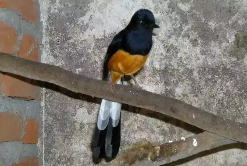 Burung Murai Batu Jawa