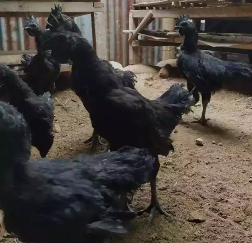 Ayam Cemani Lidah Hitam