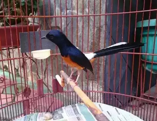 Burung Murai Batu Jambi