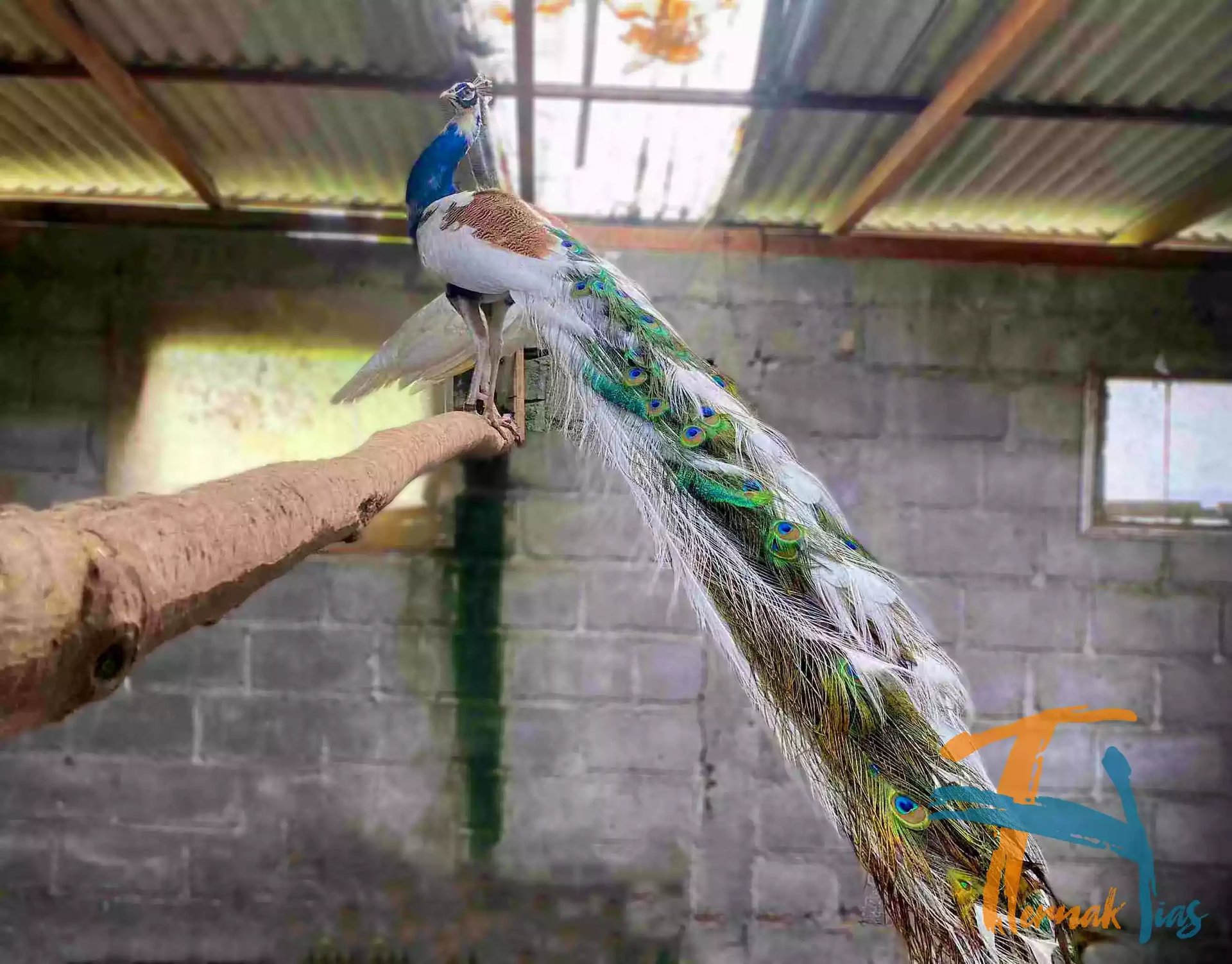 Burung Merak Blorok (Pied)