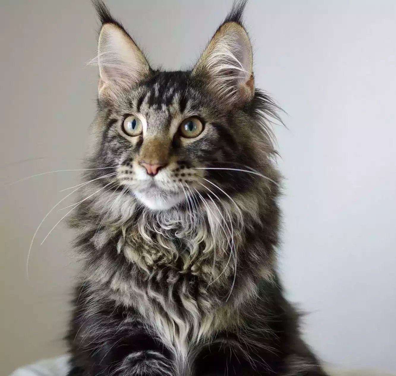 Kucing Maine Coon