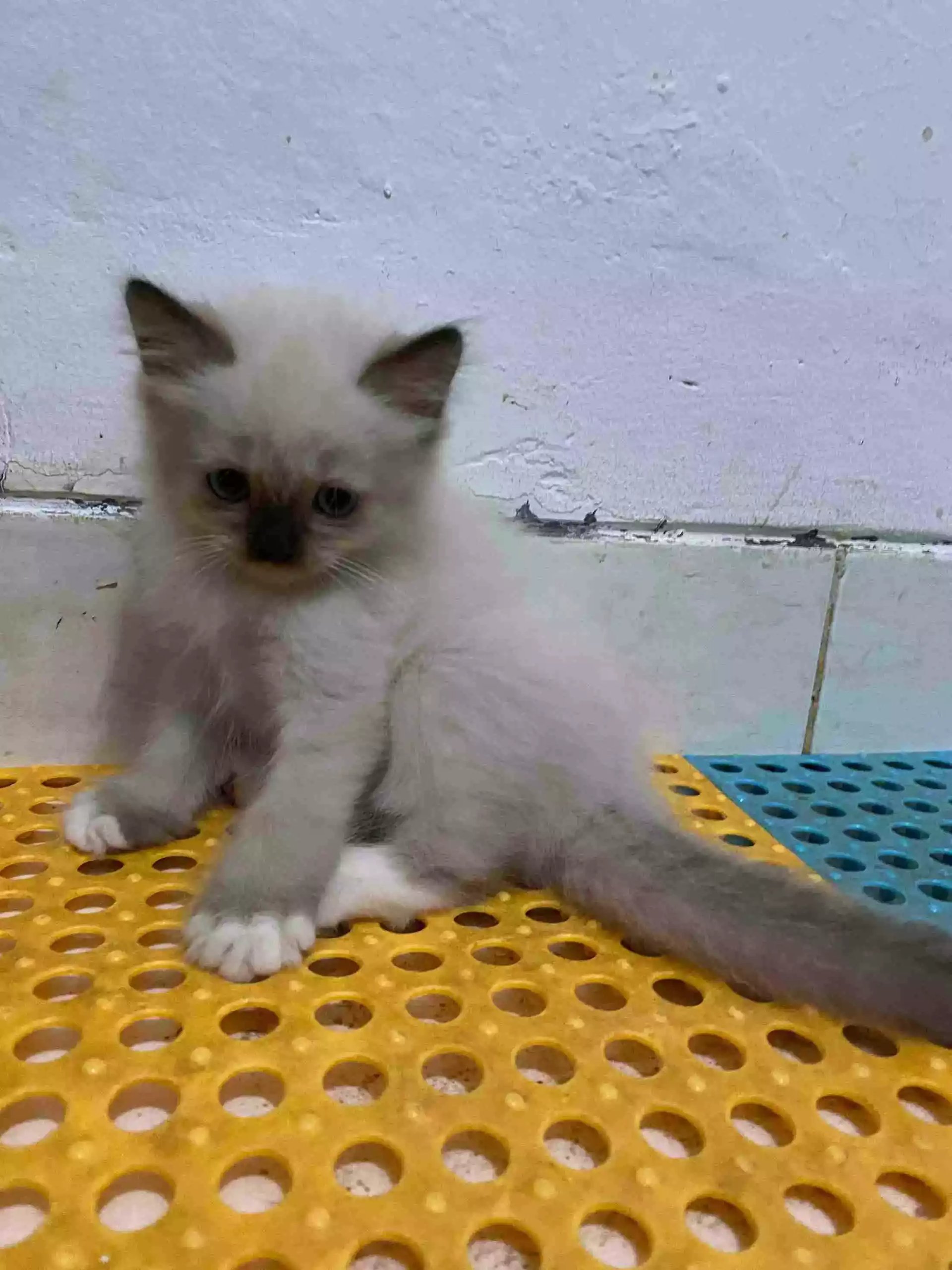 Kucing Himalaya Seal Point Bulu Lebat Aktif