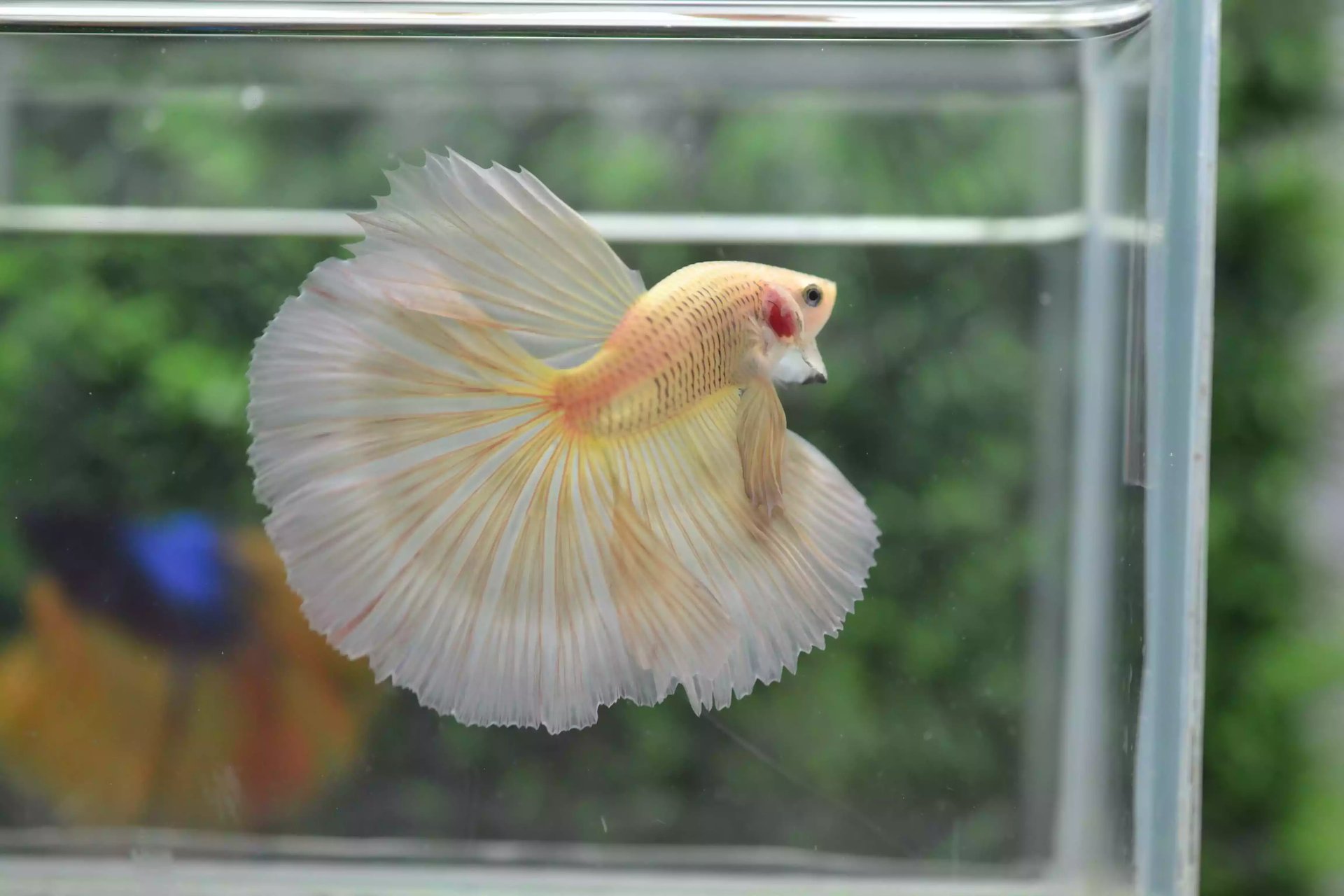 Ikan Cupang Halfmoon Potato