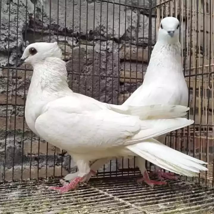 Burung Merpati Jabun Melati Kupu