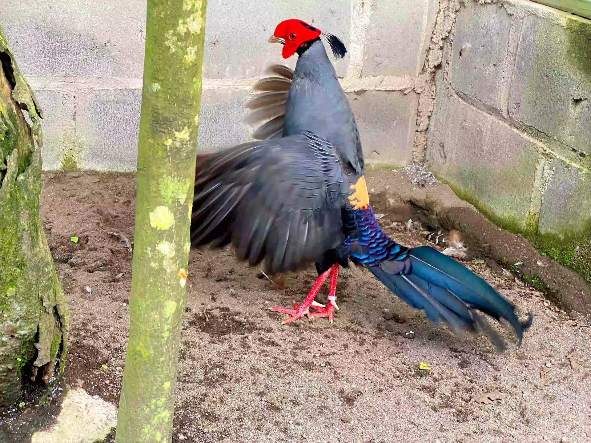 Ayam Siamese Fireback Pheasant