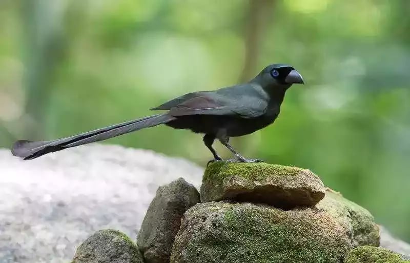 Burung Murai Batu Irian