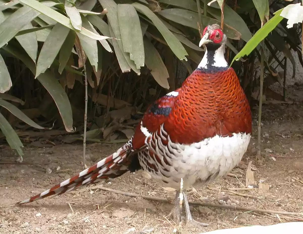Ayam Elliot Pheasant