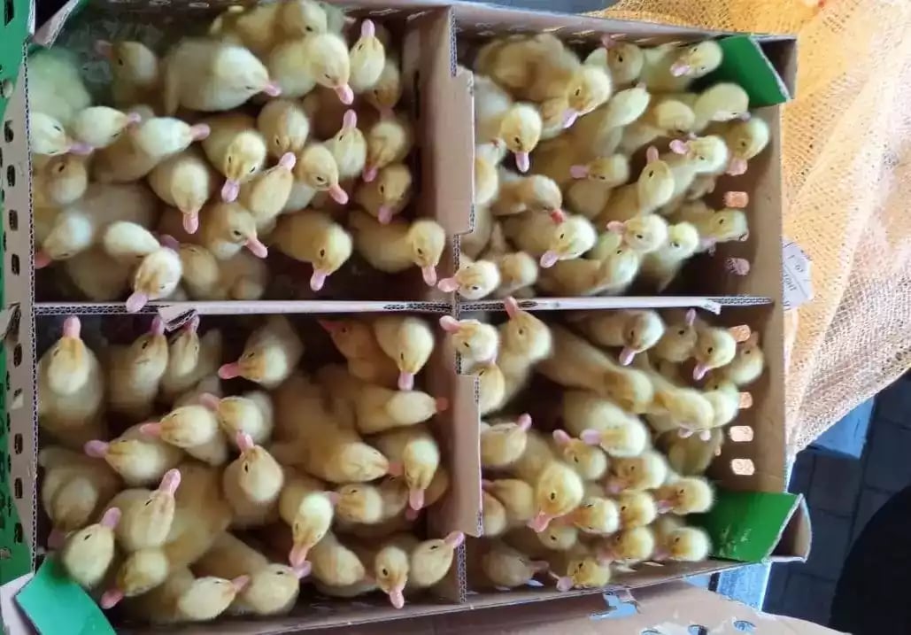 Jual DOD Bebek Peking: Keunggulan, Pemeliharaan dan Potensi Bisnis