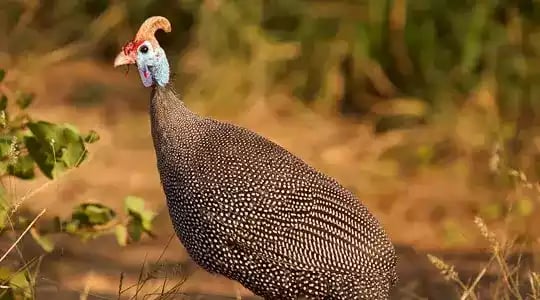 Ayam Brown Guinea Fowl