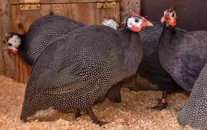 Ayam Brown Guinea Fowl