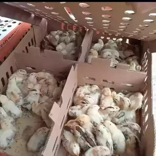 Jual DOC Ayam Elba Yang Terbaik Dan Terpecaya di Maluku Utara - 0812-2851-5471