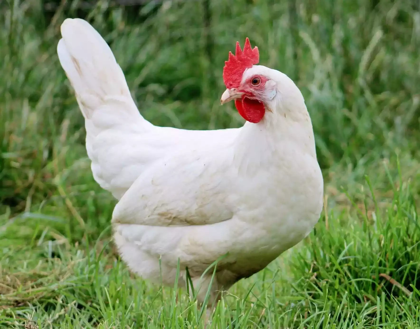 Ayam White Leghorn