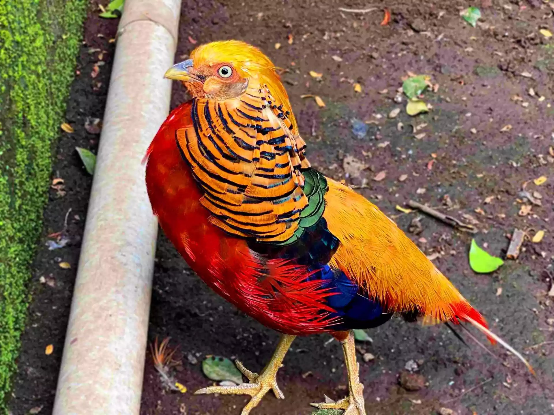 Ayam Golden Pheasant