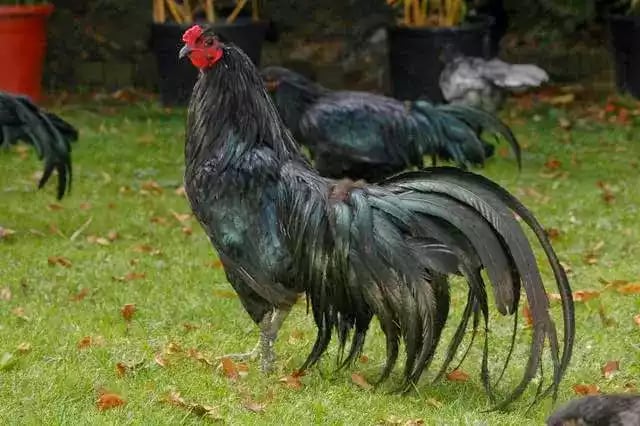 Ayam Sumatra