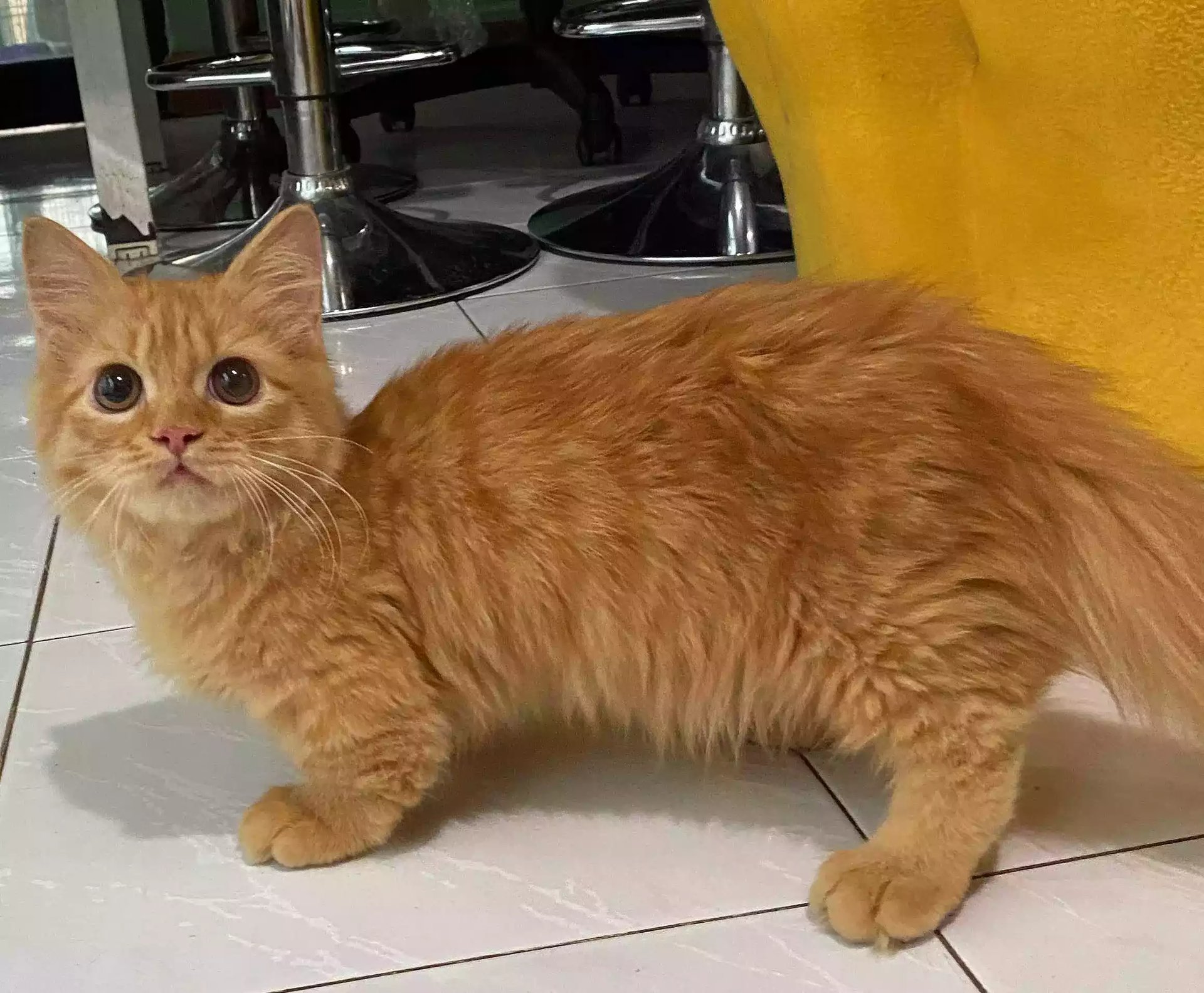 Kucing Munchkin Long Hair