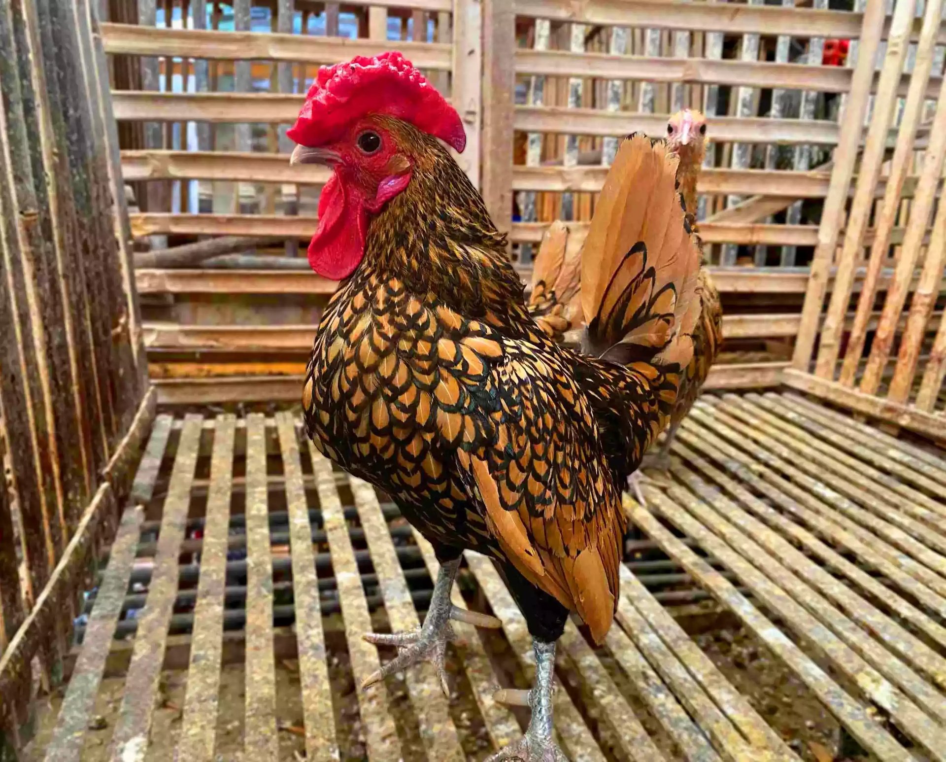 Ayam Sebright (Batik Kanada & Itali)