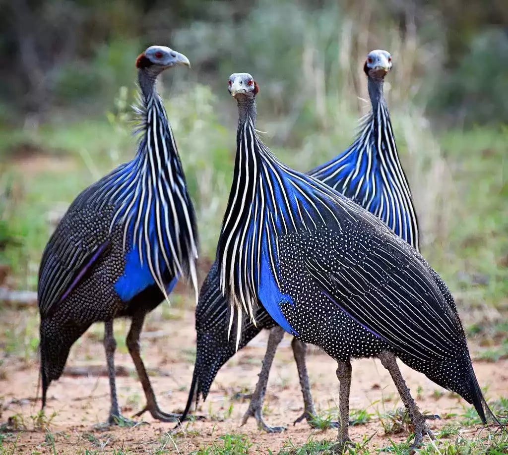 Ayam Vulturine Guinea Fowl