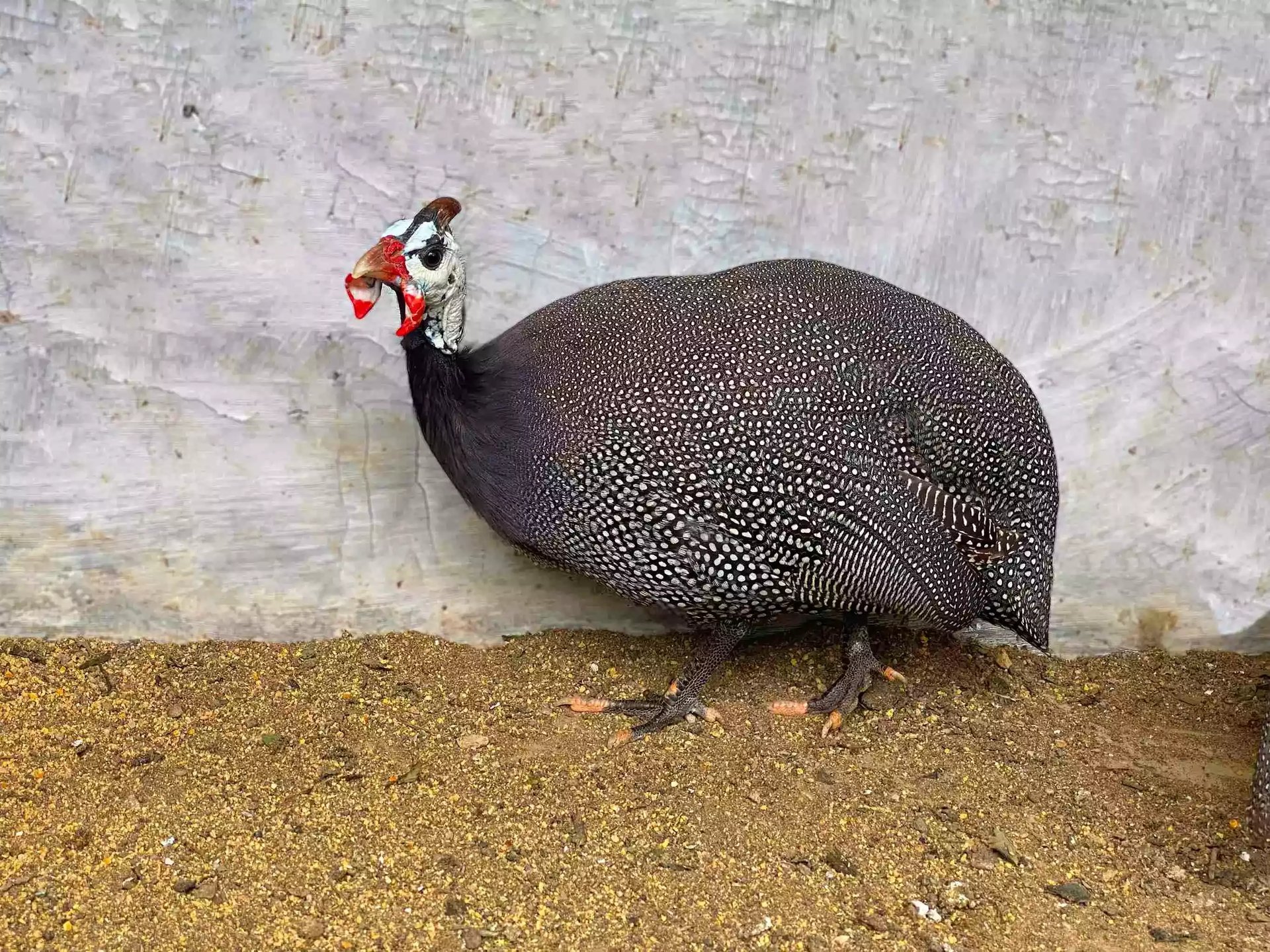 Ayam Gray Guinea Fowl
