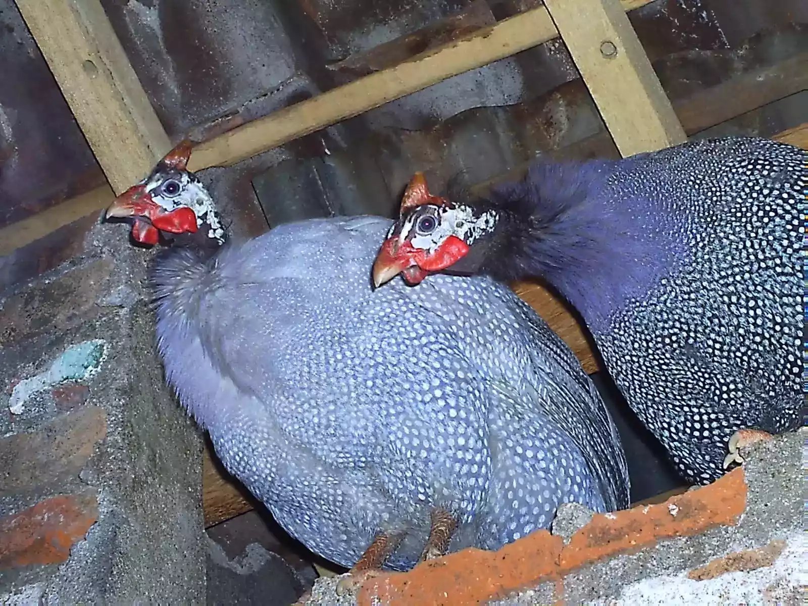 Ayam Blue Guinea Fowl