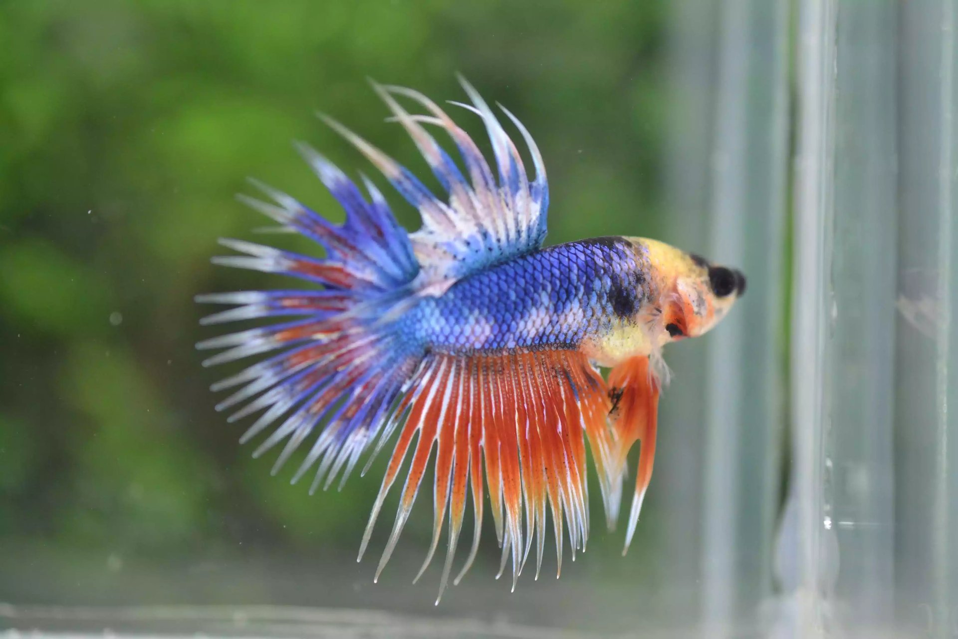 Ikan Cupang Crowntail Fancy
