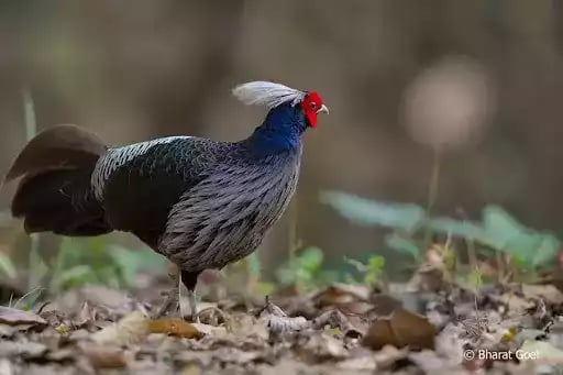 Ayam Khalij Pheasant