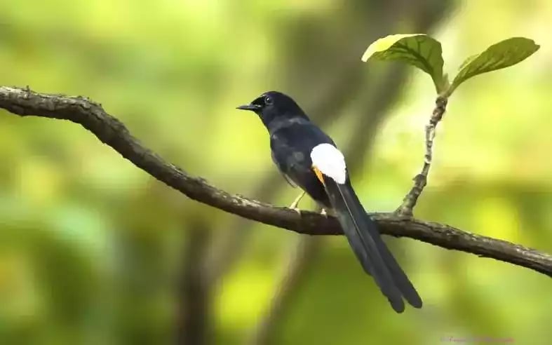 Burung Murai Batu Aceh