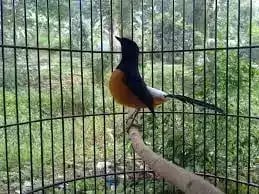 Burung Murai Batu Borneo
