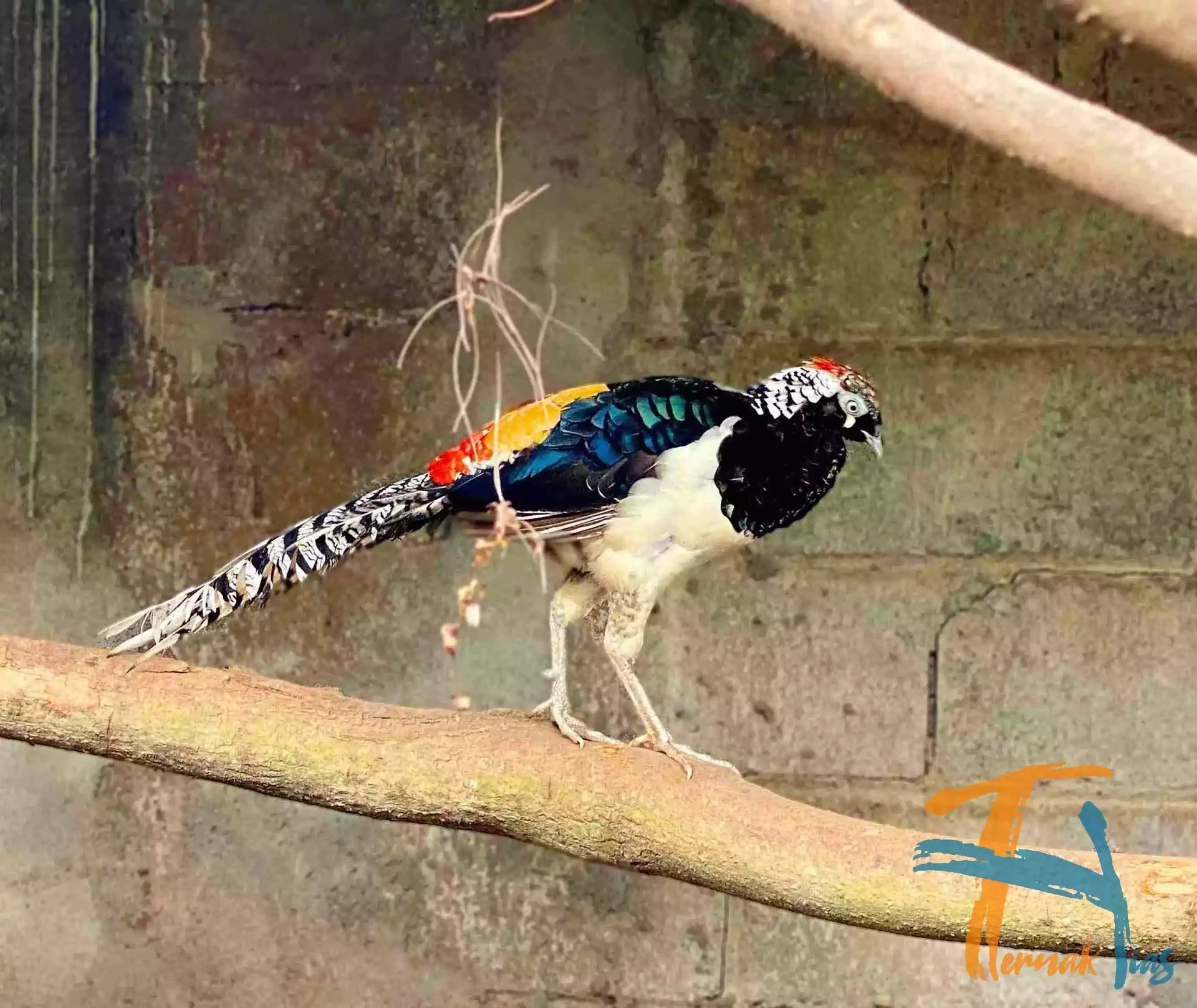 Lady Amherst's Pheasant