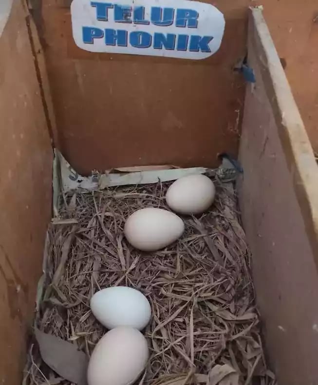 Telur Ayam Phoenix