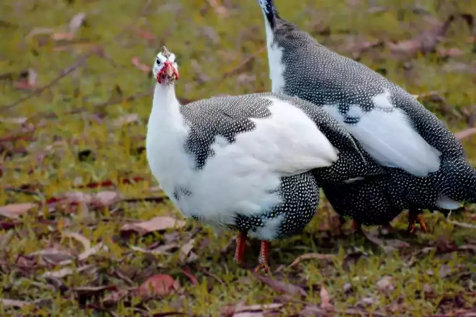 Ayam Pied Guinea Fowl