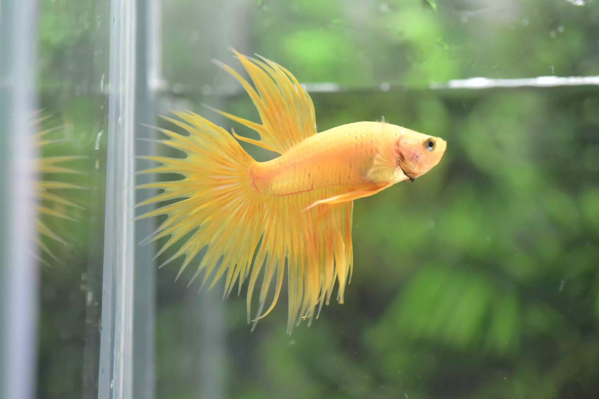 Ikan Cupang Crowntail Yellow