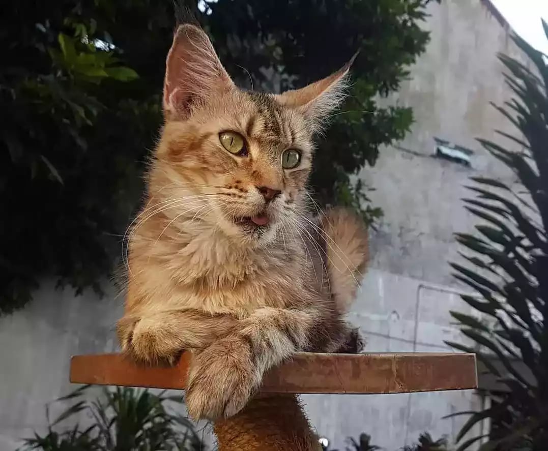 Kucing Maine Coon