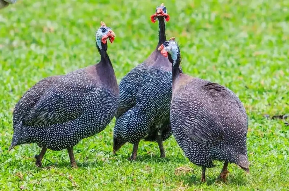 Ayam Royal Purple Guinea Fowl