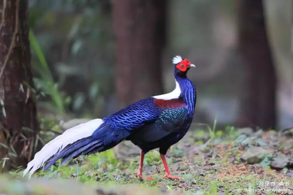 Ayam Swinhoes Pheasant