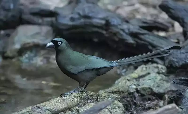 Burung Murai Batu Irian