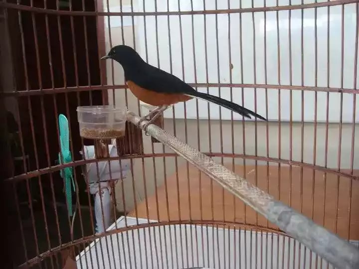 Burung Murai Batu Jambi