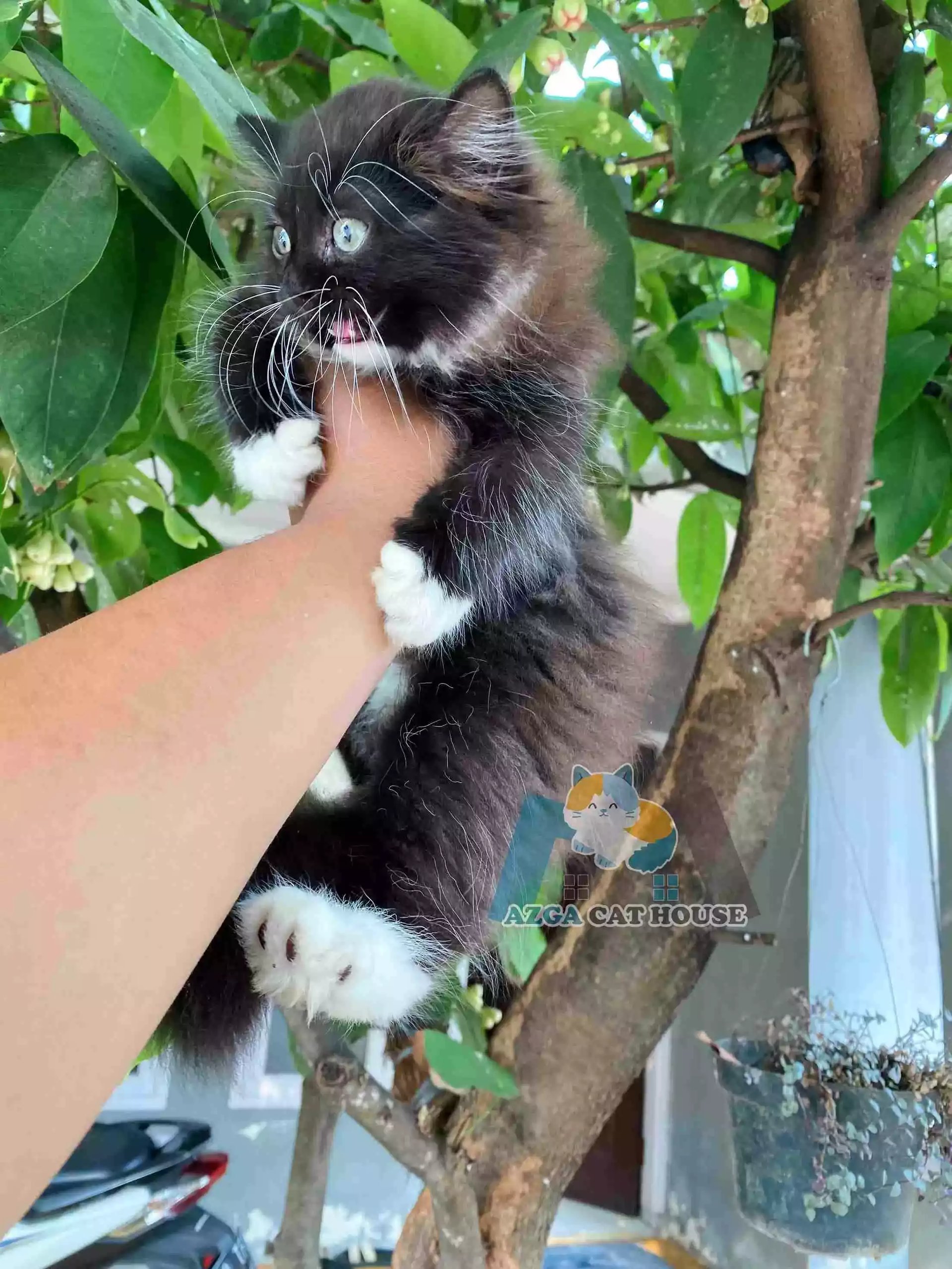Kucing Persia Hitam Putih Longhair Bulu Lebat Aktif