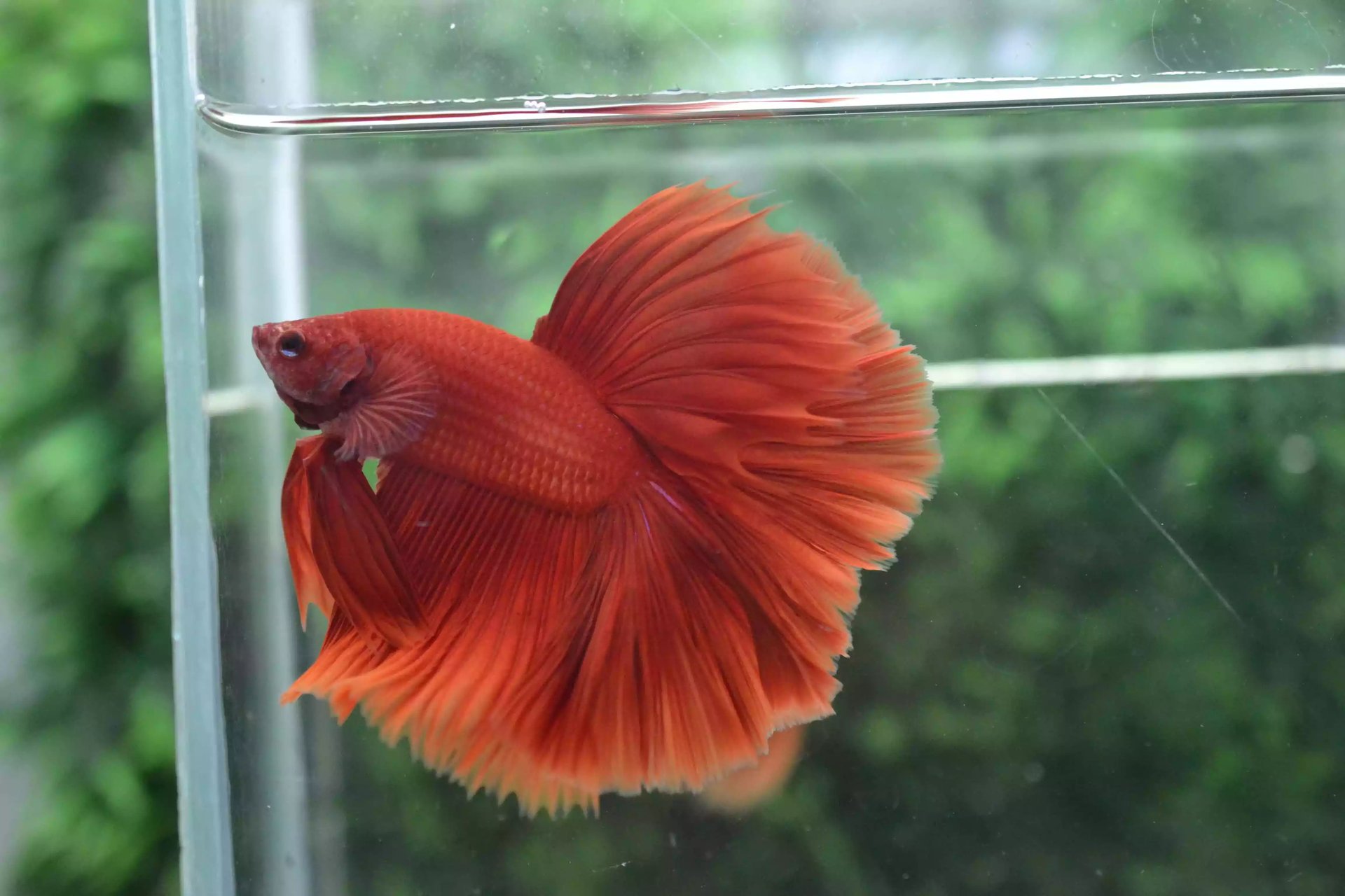 Ikan Cupang Halfmoon Red