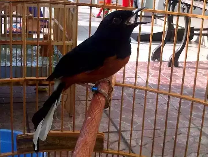 Burung Murai Batu Jambi