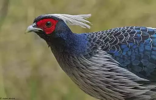 Ayam Khalij Pheasant