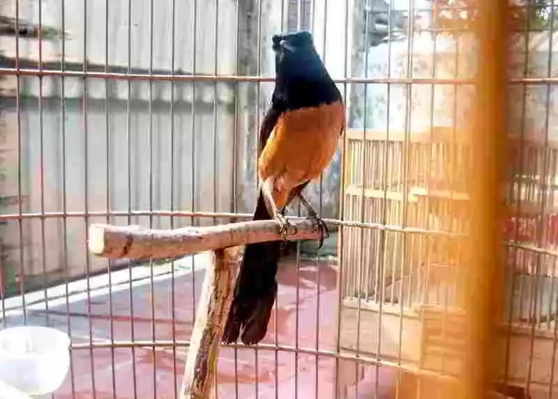 Burung Murai Batu Nias