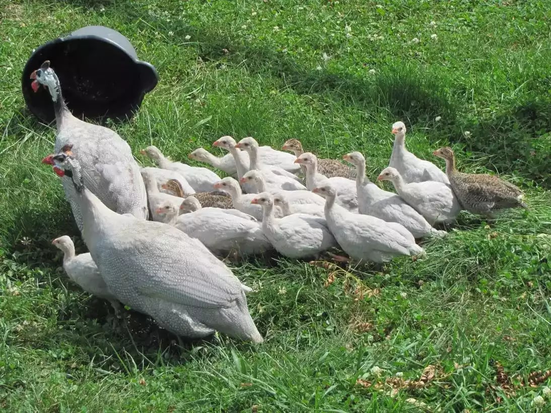 Ayam Lavender Guinea Fowl
