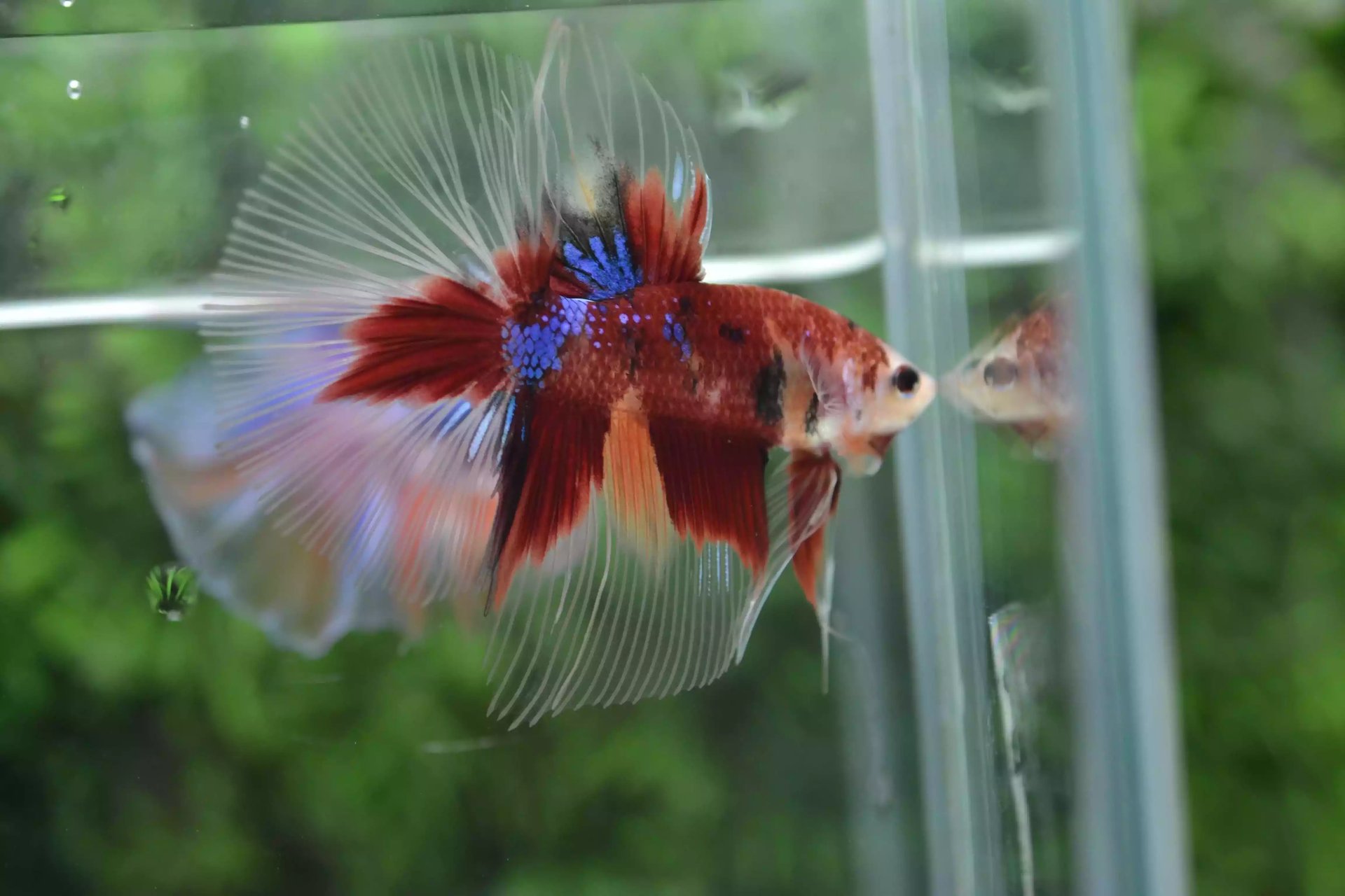 Ikan Cupang Halfmoon Red Koi Nemo