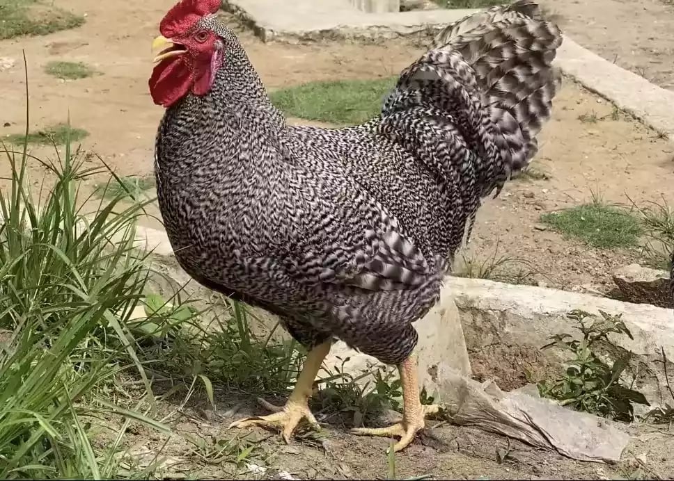 Ayam Plymouth Rock (Barred Rock)