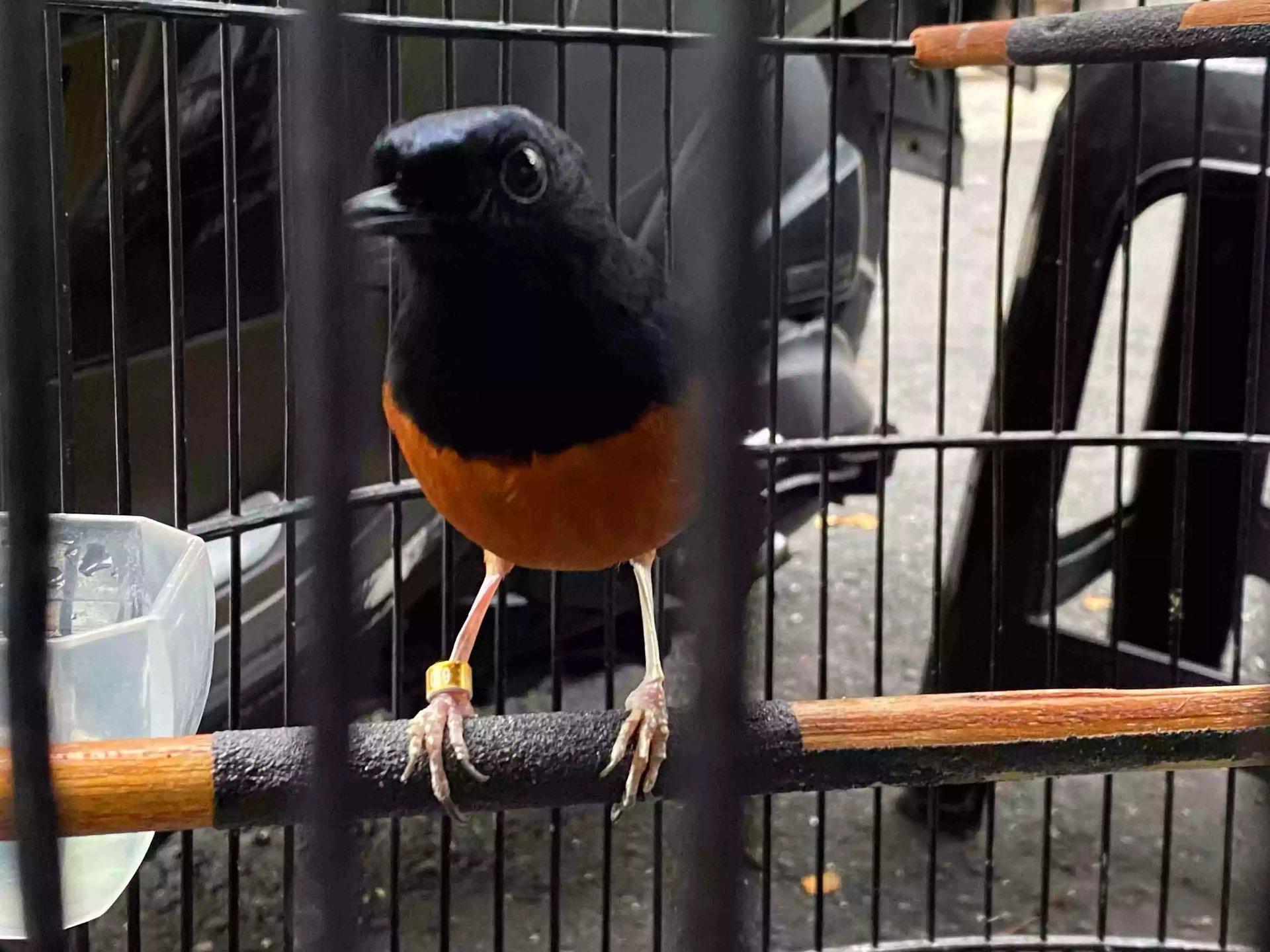 Burung Murai Batu Medan