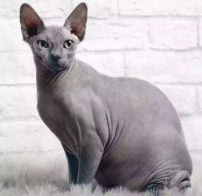 Kucing Sphynx
